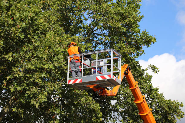 Best Tree Preservation Services  in Murray, UT